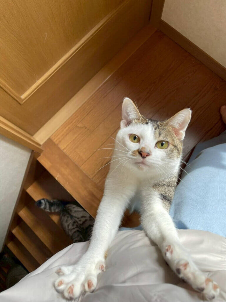 球♂
