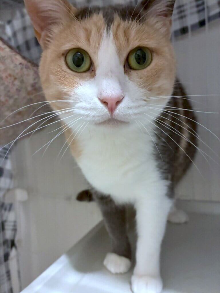 たこ美♀ | CAT’S INN TOKYO