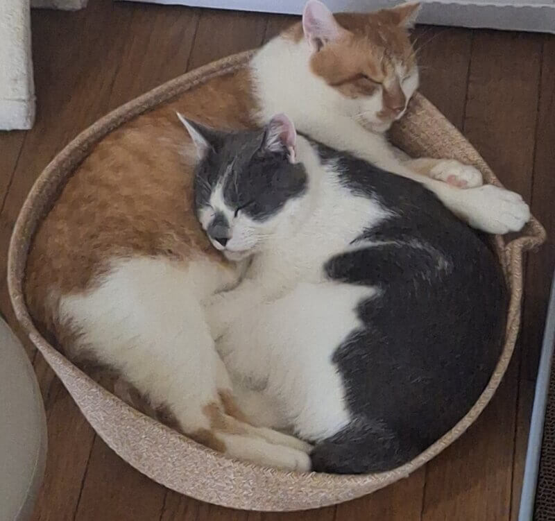 みのる♂ | CAT’S INN TOKYO