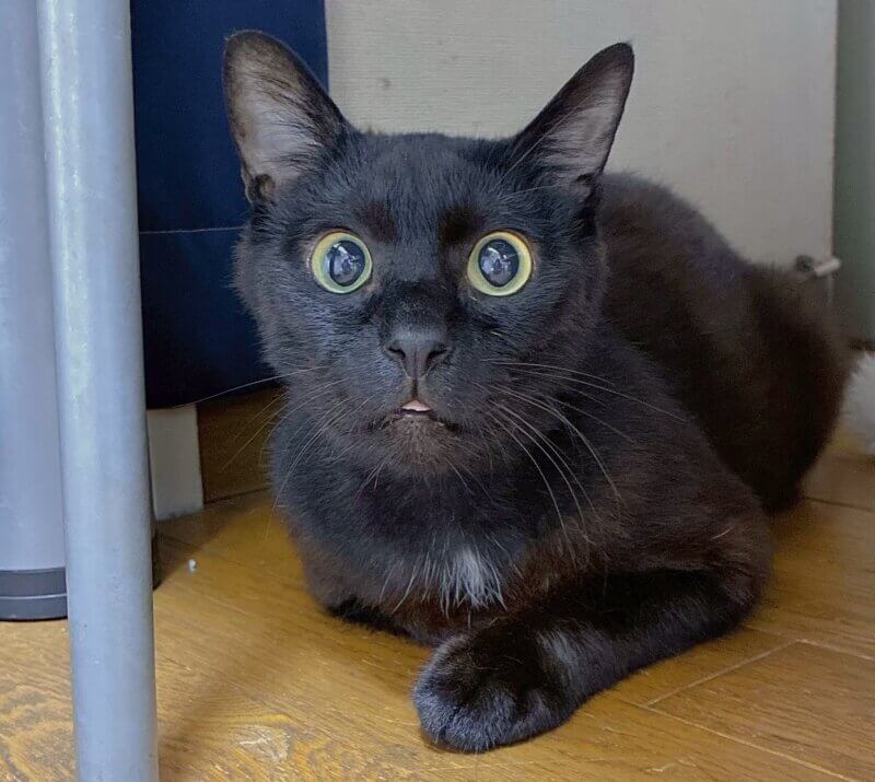 松月♂