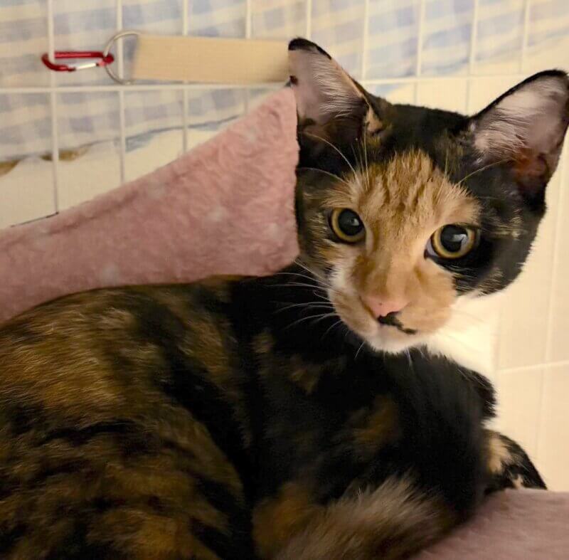 えびす♀