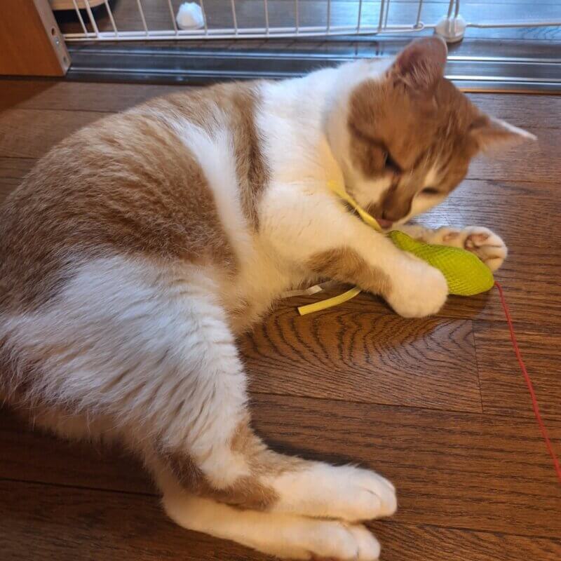 みのる♂