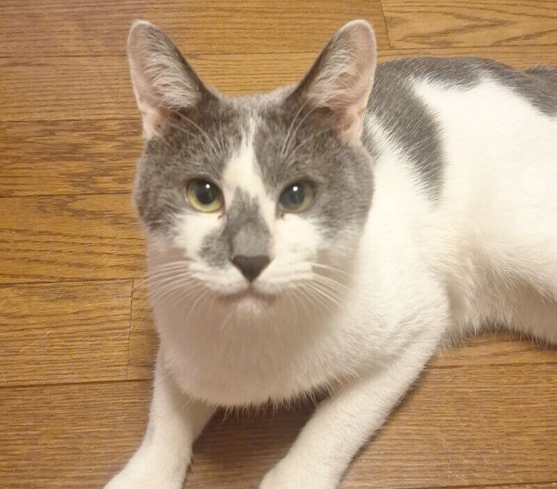 四んいち♂