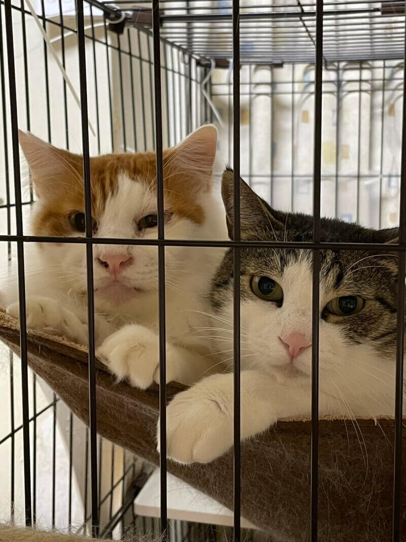 美波♂ | CAT’S INN TOKYO