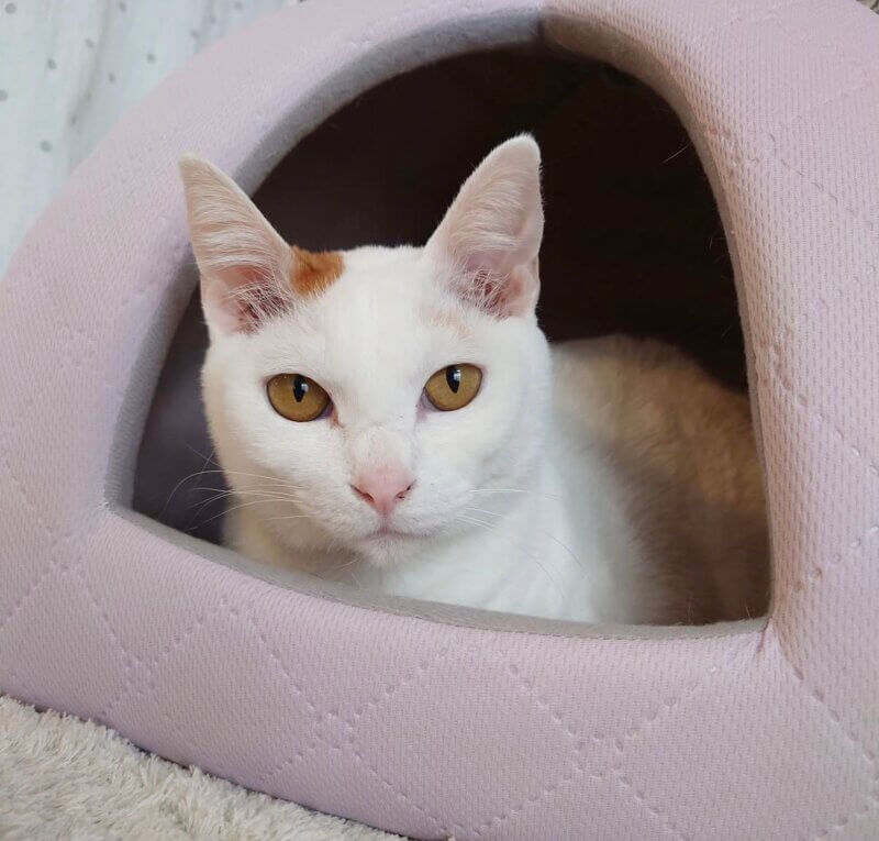 亜花♀ | CAT’S INN TOKYO