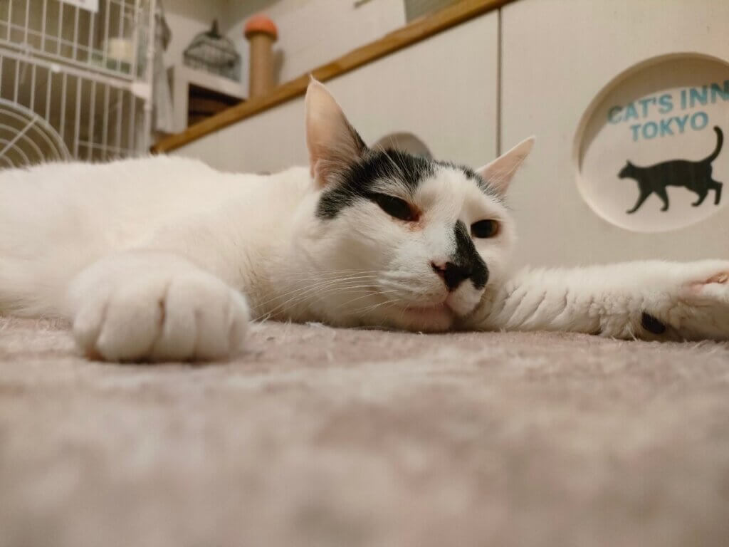 牛太郎♂